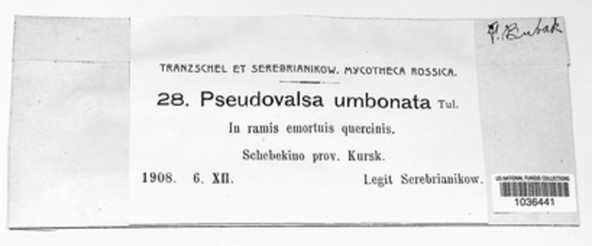 Pseudovalsa umbonata image